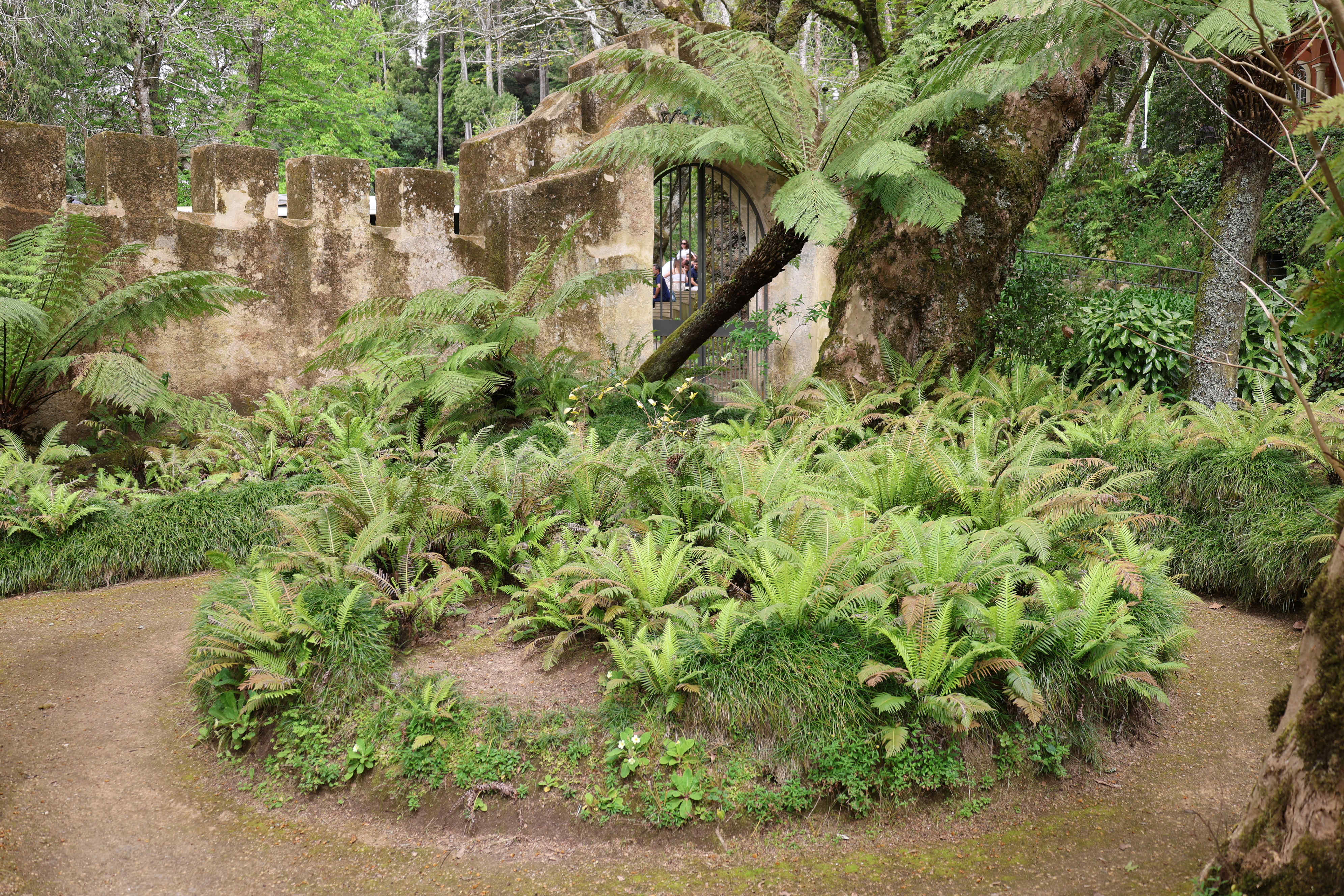 Pena